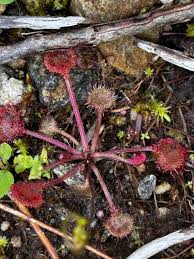 Attēlu rezultāti vaicājumam “Drosera rotundifolia”