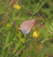 Attēlu rezultāti vaicājumam “Maculinea alcon eggs”