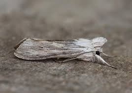 Attēlu rezultāti vaicājumam “Cucullia umbratica”