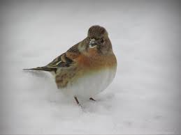 Attēlu rezultāti vaicājumam “Fringilla montifringilla”