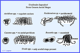 Attēlu rezultāti vaicājumam “Coleosporium sp.”