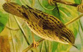 Image result for Locustella lanceolata