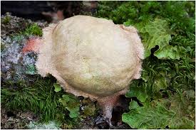 Attēlu rezultāti vaicājumam “Fuligo leviderma”