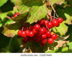 Attēlu rezultāti vaicājumam “Vaccinium vitis-idaea fruit”