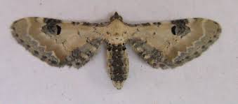 Attēlu rezultāti vaicājumam “Eupithecia centaureata”