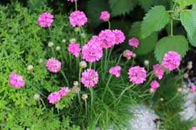 Image result for Grasnelke