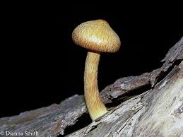 Attēlu rezultāti vaicājumam “Gymnopilus sapineus”