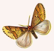 Attēlu rezultāti vaicājumam “Erannis defoliaria”