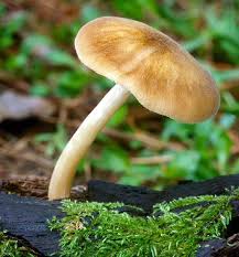 Attēlu rezultāti vaicājumam “Pluteus leoninus”