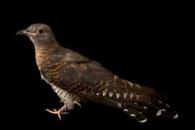 Attēlu rezultāti vaicājumam “Cuculus canorus”