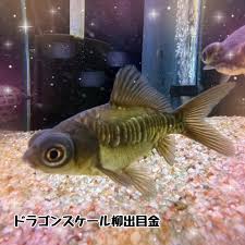 Image result for 出目金