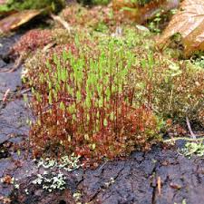 Attēlu rezultāti vaicājumam “Grimmia muehlenbeckii sporophyte”