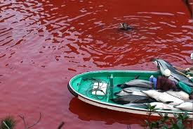 Image result for japan dolphin slaughter