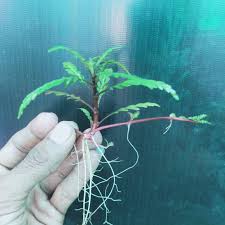 Attēlu rezultāti vaicājumam “Riccardia multifida”