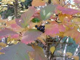 Attēlu rezultāti vaicājumam “Crataegus chlorosarca”