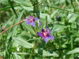 Attēlu rezultāti vaicājumam “Anagallis arvensis leaf”