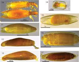 Attēlu rezultāti vaicājumam “Trichoptera egg mass”