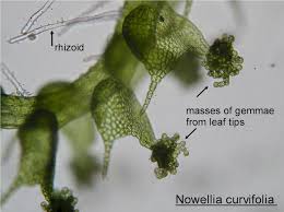 Attēlu rezultāti vaicājumam “Nowellia curvifolia”