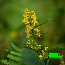 Attēlu rezultāti vaicājumam “Lycogala persicum young”