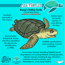 Image result for Lepidochelys kempii