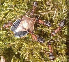 Attēlu rezultāti vaicājumam “Chlorochroa pinicola”