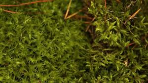 Attēlu rezultāti vaicājumam “Brachythecium salebrosum sporophyte”