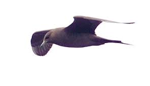 Attēlu rezultāti vaicājumam “Stercorarius parasiticus adult”