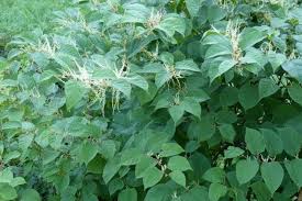 Attēlu rezultāti vaicājumam “Reynoutria japonica”