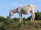 Donkey hybrid browsing near - via Daymix