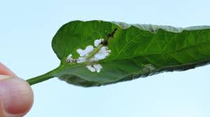 Attēlu rezultāti vaicājumam “Lycopersicon esculentum leaf”