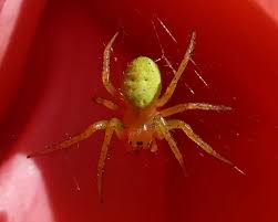 Attēlu rezultāti vaicājumam “Araniella male”