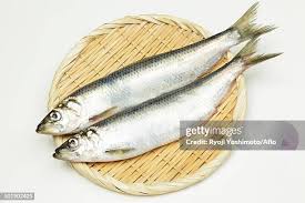 Image result for Clupea pallasii