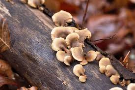 Attēlu rezultāti vaicājumam “Lentinellus ursinus”