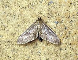 Attēlu rezultāti vaicājumam “Anania lancealis”