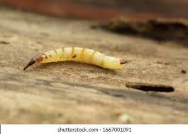 Attēlu rezultāti vaicājumam “Xylophagidae”