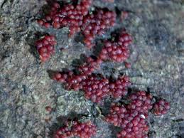 Attēlu rezultāti vaicājumam “Neonectria coccinea”