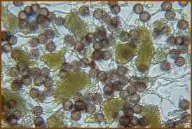 Attēlu rezultāti vaicājumam “Craterium aureum spores”