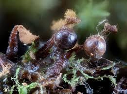 Attēlu rezultāti vaicājumam “Trichia botrytis”