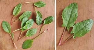 Attēlu rezultāti vaicājumam “Rumex acetosa leaf”