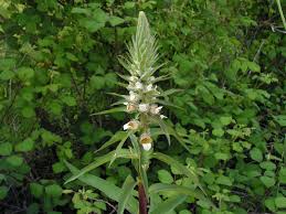 Image result for Digitalis lanata