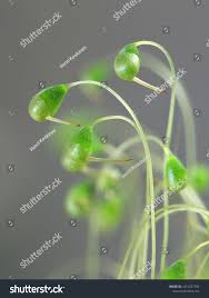 Attēlu rezultāti vaicājumam “Funaria hygrometrica sporophyte”