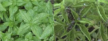 Attēlu rezultāti vaicājumam “Ocimum basilicum leaf”