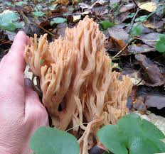 Attēlu rezultāti vaicājumam “Clavulinopsis cinerioides”