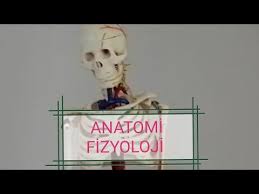 Image result for b%FD%E7ak anatomisi
