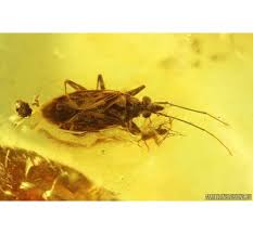 Attēlu rezultāti vaicājumam “Heteroptera”