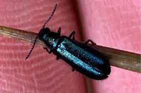 Attēlu rezultāti vaicājumam “Dasytes caeruleus imago”