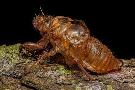 Attēlu rezultāti vaicājumam “exuvia”