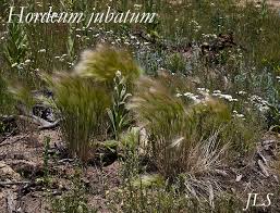 Attēlu rezultāti vaicājumam “Hordeum jubatum”