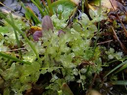 Attēlu rezultāti vaicājumam “Plagiomnium elatum”