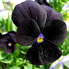 Image result for Viola wittrockiana